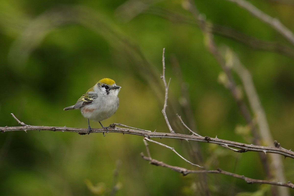 Chestnut-sided Warbler - Joshua Ward