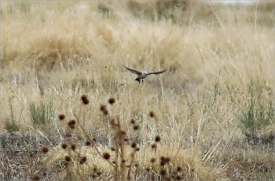 Scissor-tailed Flycatcher - ML337156721