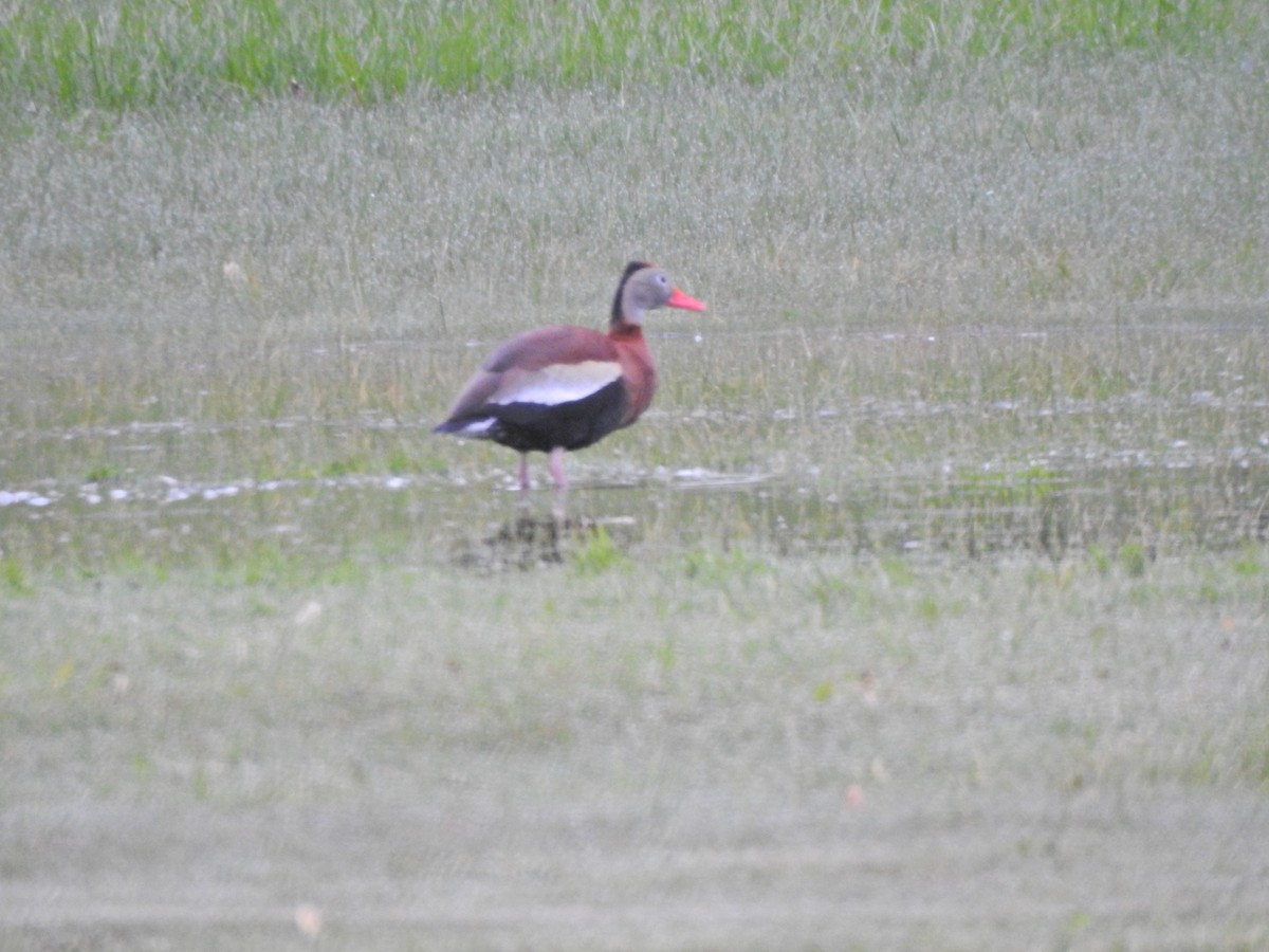 Dendrocygne à ventre noir - ML337158131