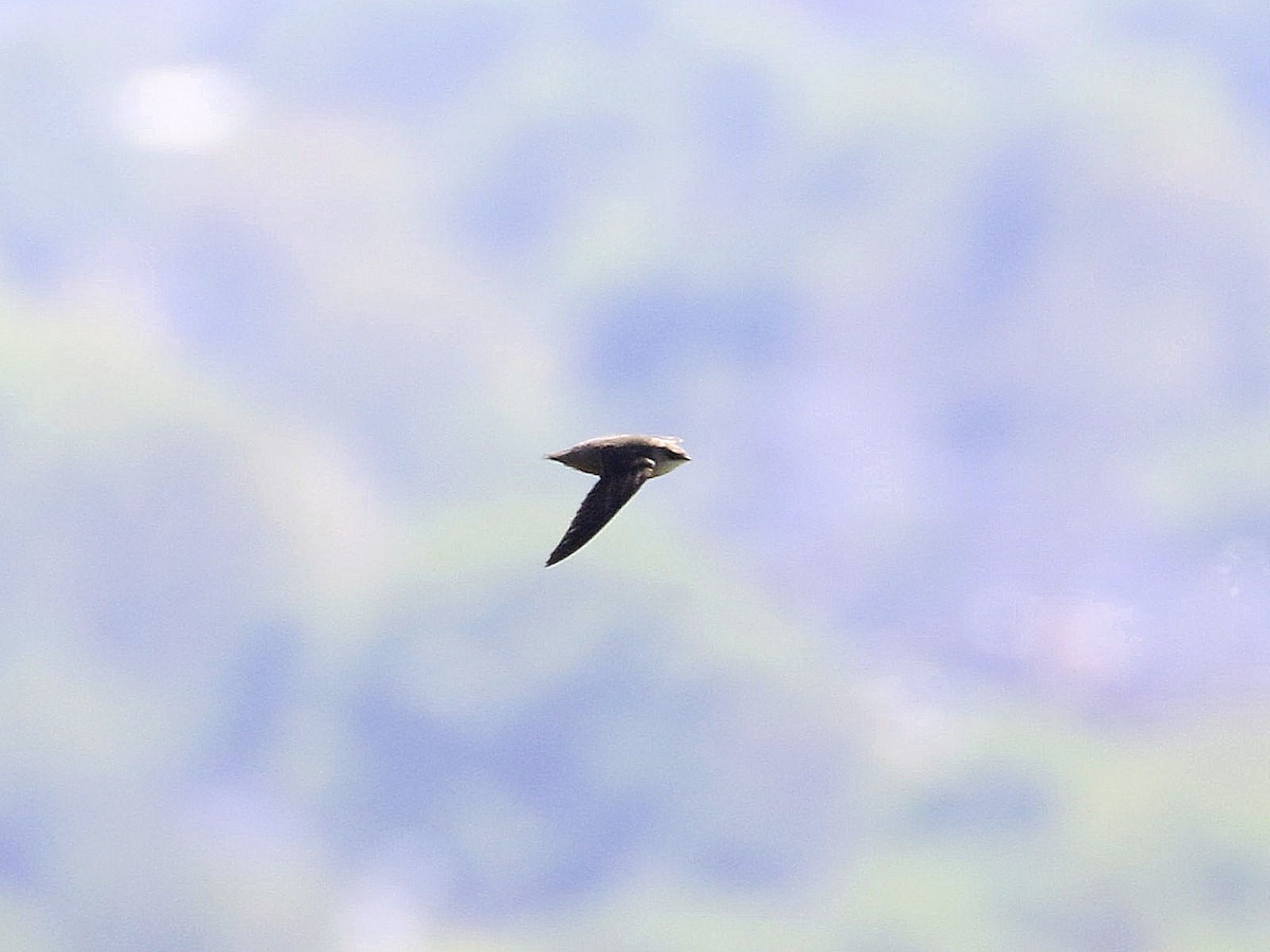 Chimney Swift - Mike Lee