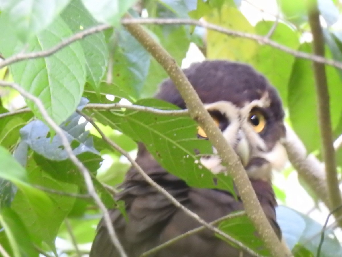 Spectacled Owl - ML337159041