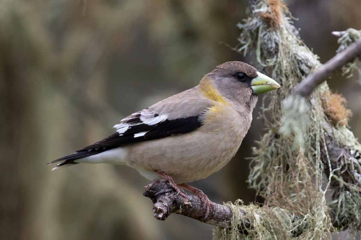 Evening Grosbeak (Northwestern or type 1) - Karen Kreiger