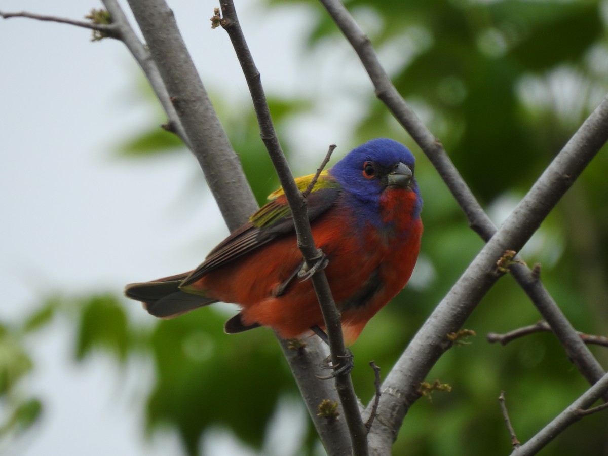 Painted Bunting - Kevin Krajcir