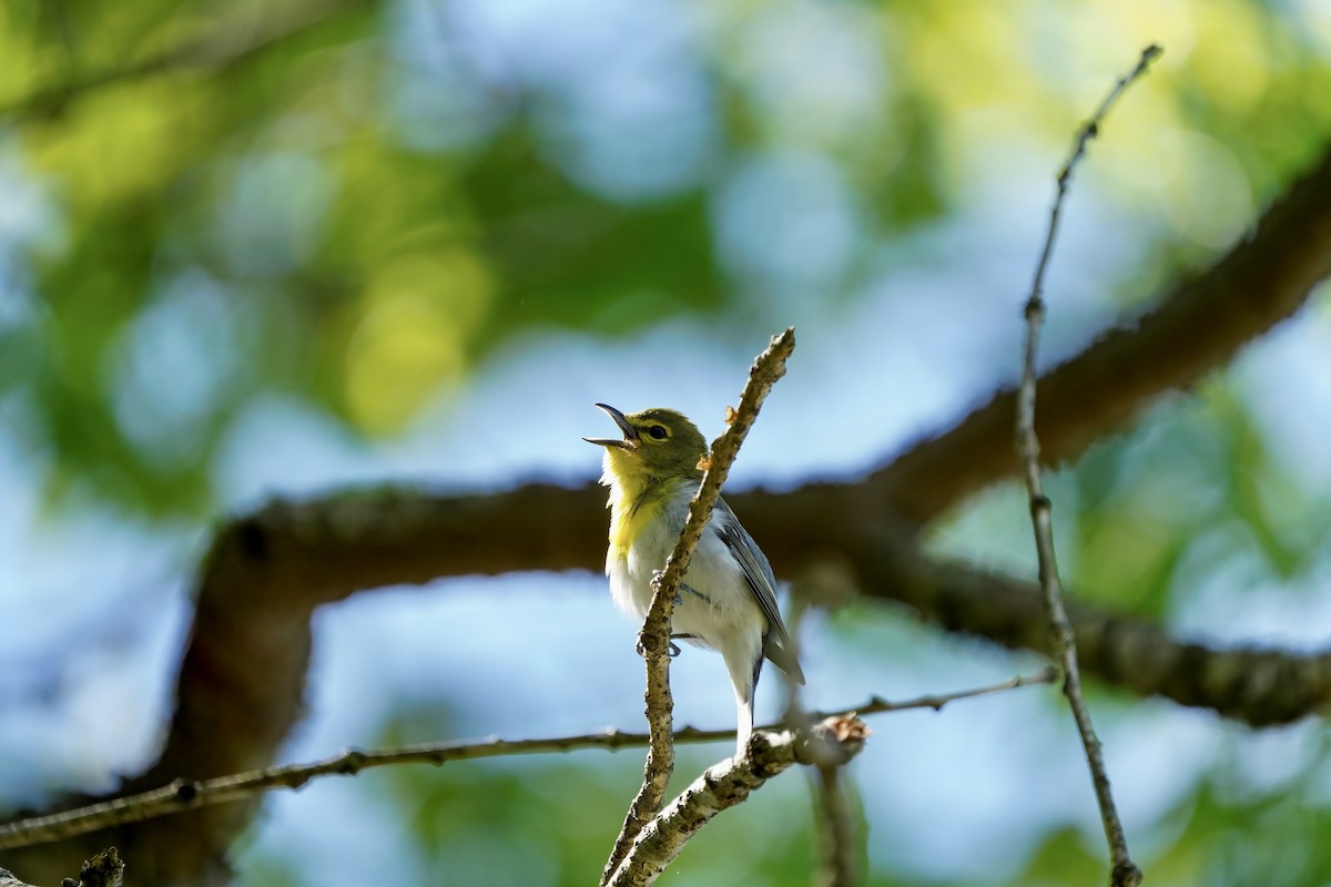 Yellow-throated Vireo - ML337161001