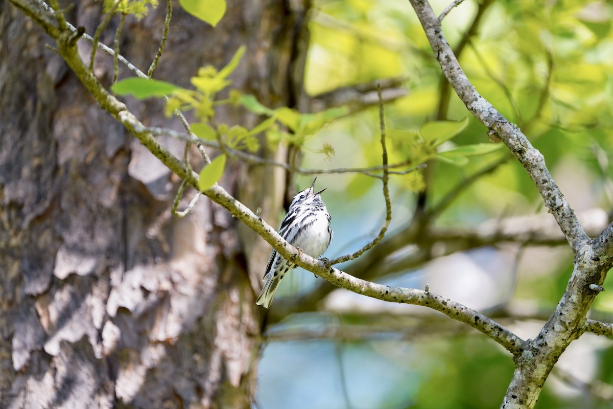 Black-and-white Warbler - ML337161661