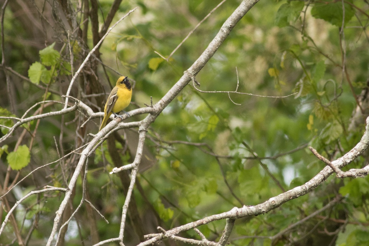 Orchard Oriole - Kees de Mooy