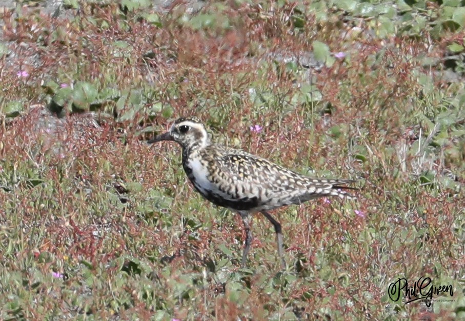 Pacific Golden-Plover - ML337162231