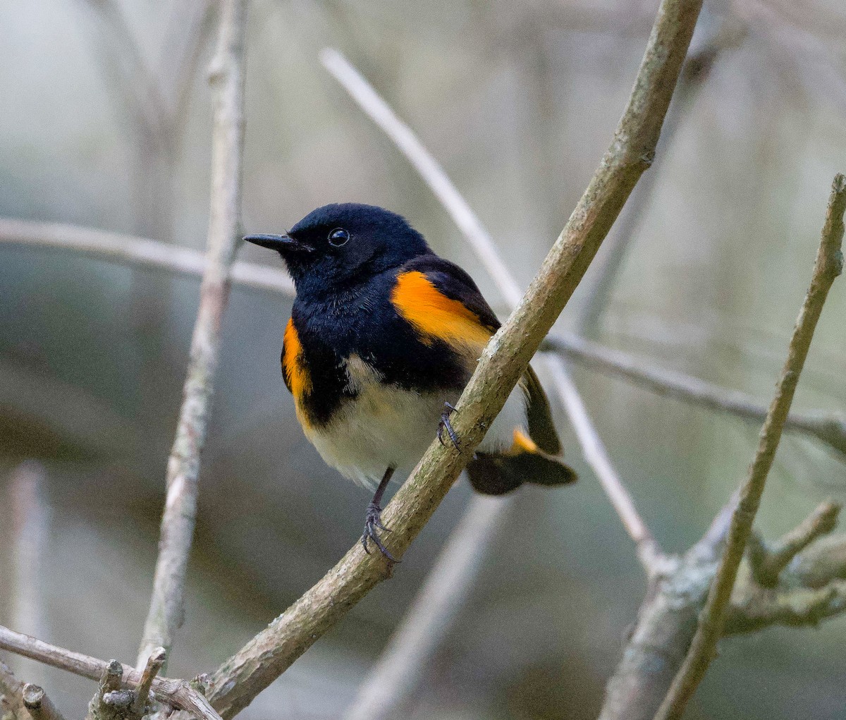 American Redstart - ML337162891