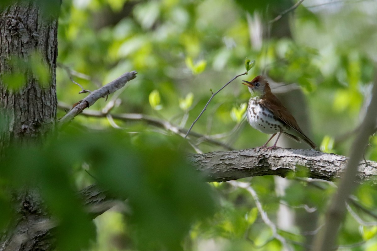 Wood Thrush - ML337162981