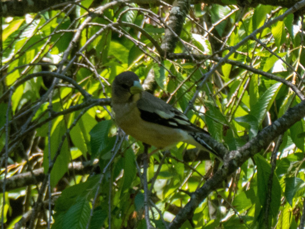 Evening Grosbeak - ML337164211