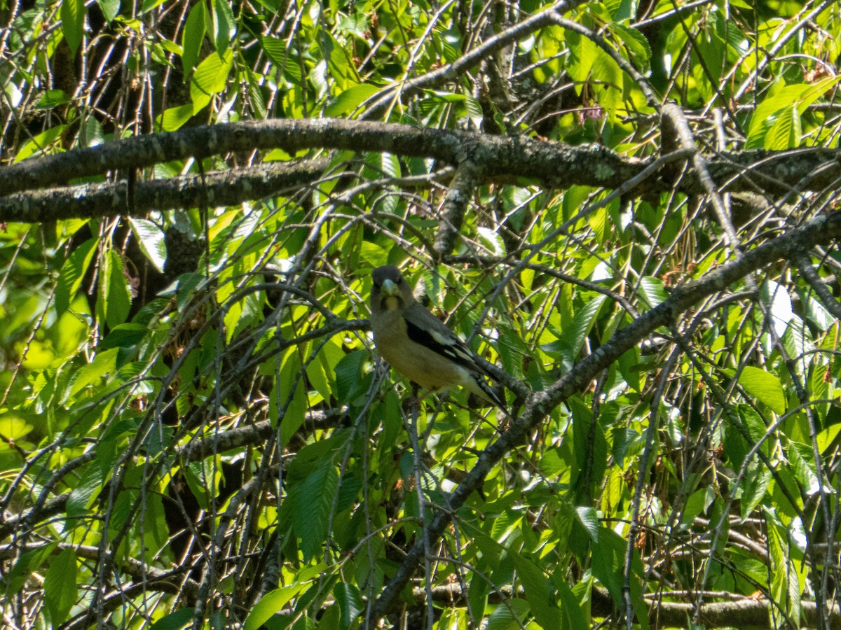 Evening Grosbeak - ML337164261