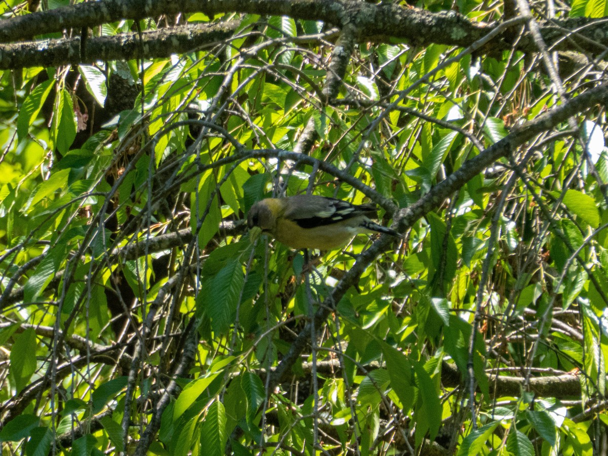 Evening Grosbeak - ML337164281