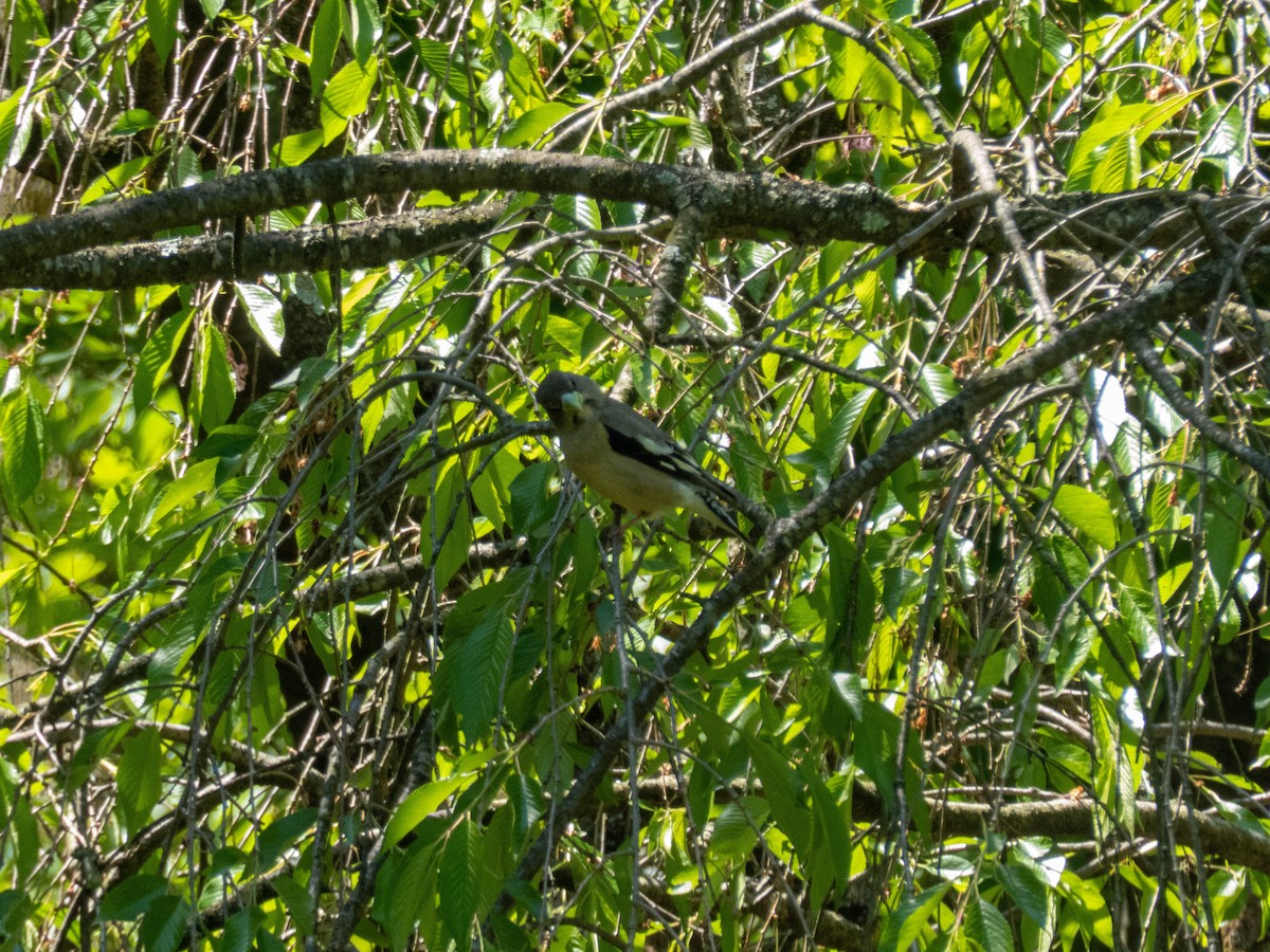 Evening Grosbeak - ML337164301