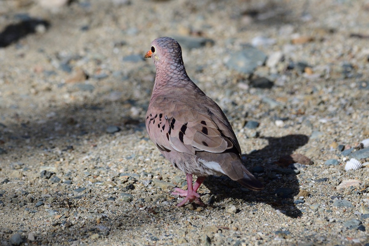 Common Ground Dove - ML337164311