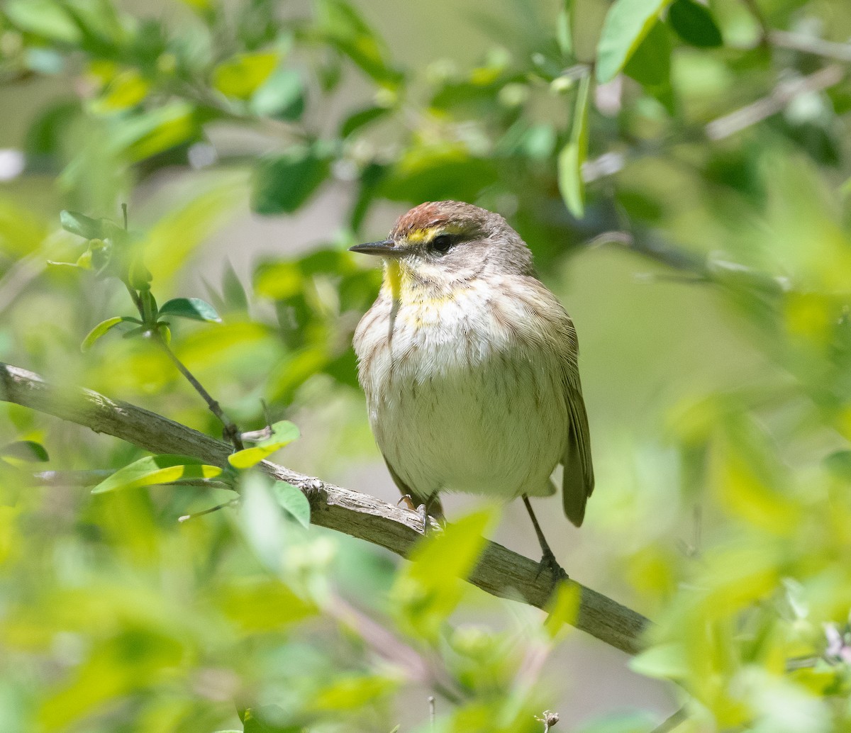 Palm Warbler - ML337165561