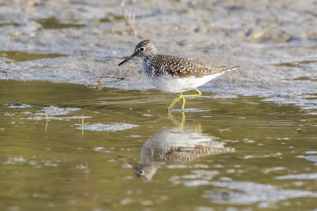 Solitary Sandpiper - ML337166301