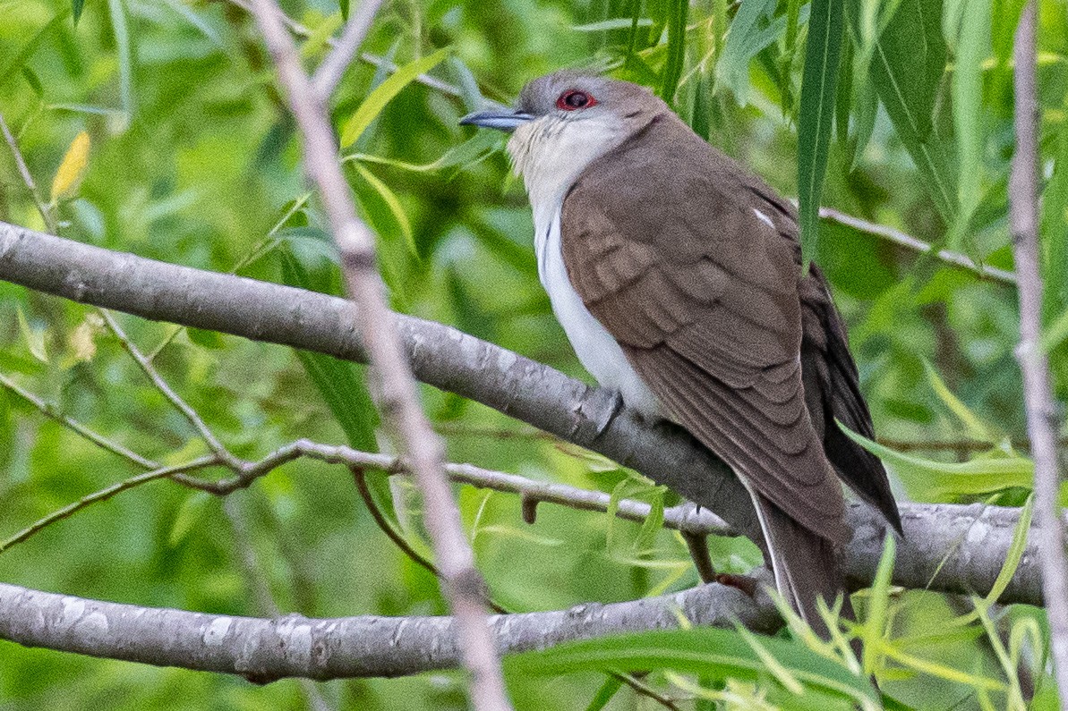 Black-billed Cuckoo - ML337166331