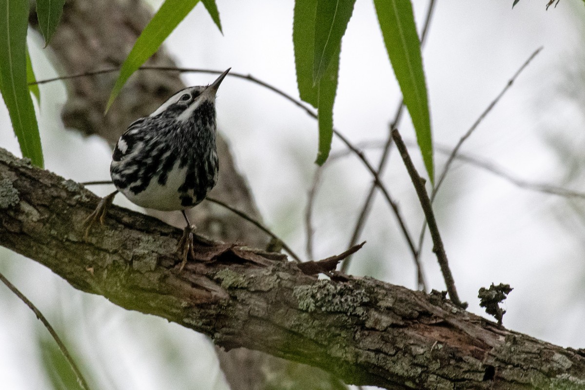 Black-and-white Warbler - ML337166631