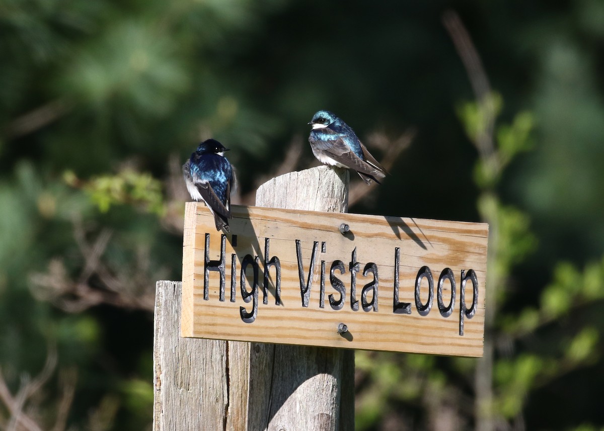 Tree Swallow - Jay McGowan