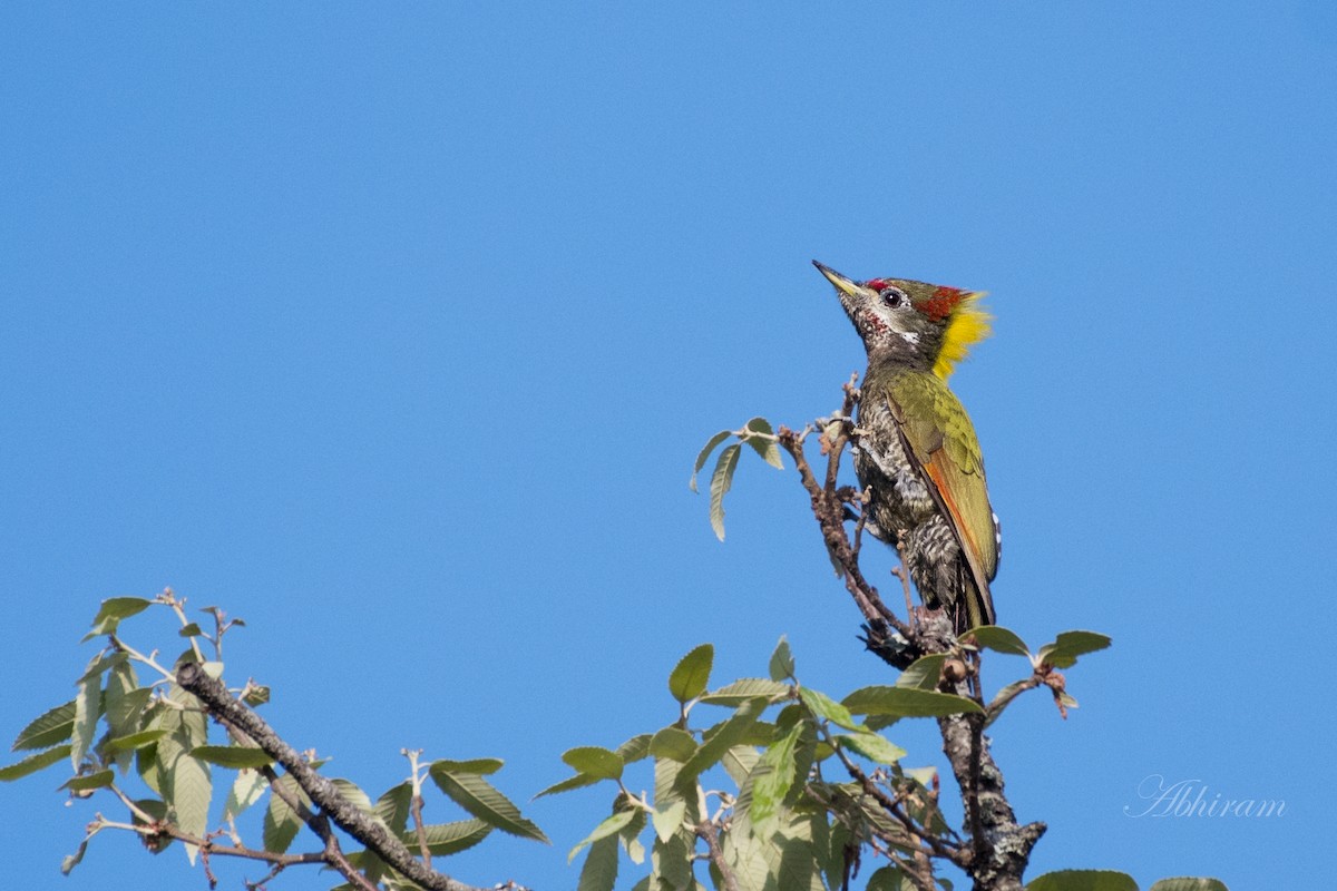 Lesser Yellownape - Abhiram Sankar