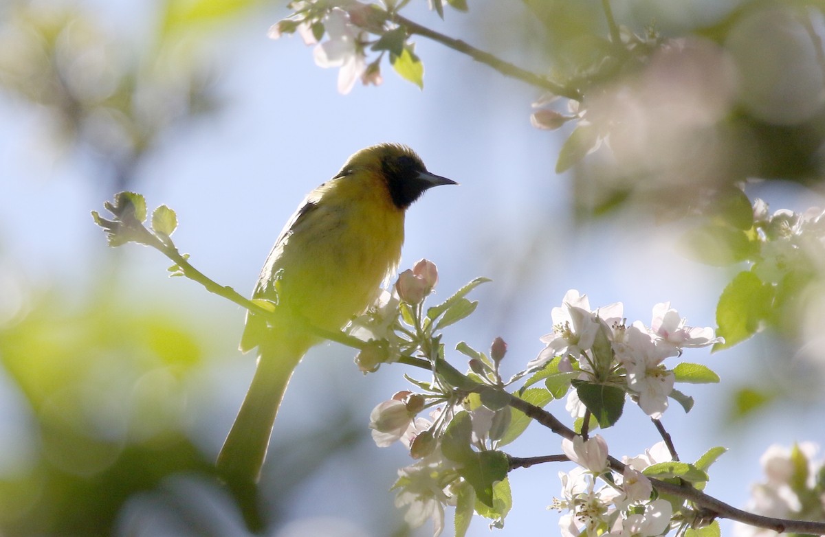 Oriole des vergers - ML337168961