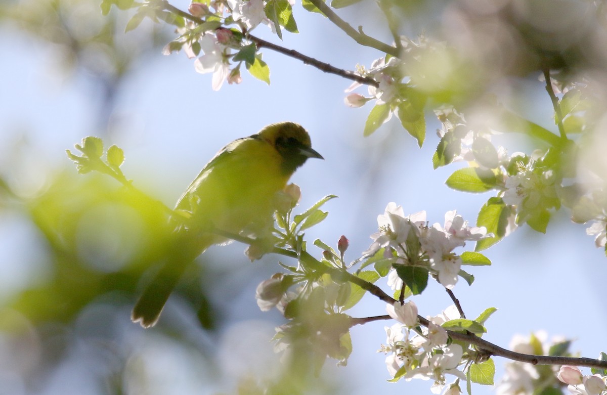 Orchard Oriole - ML337169031