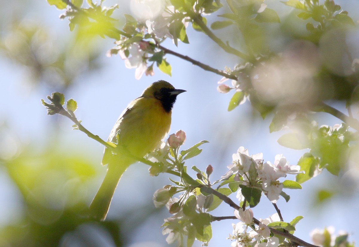 Orchard Oriole - ML337169051