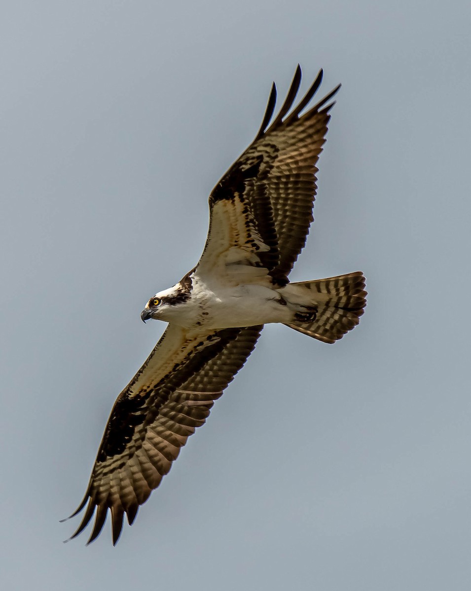 Osprey - Guy Tremblay