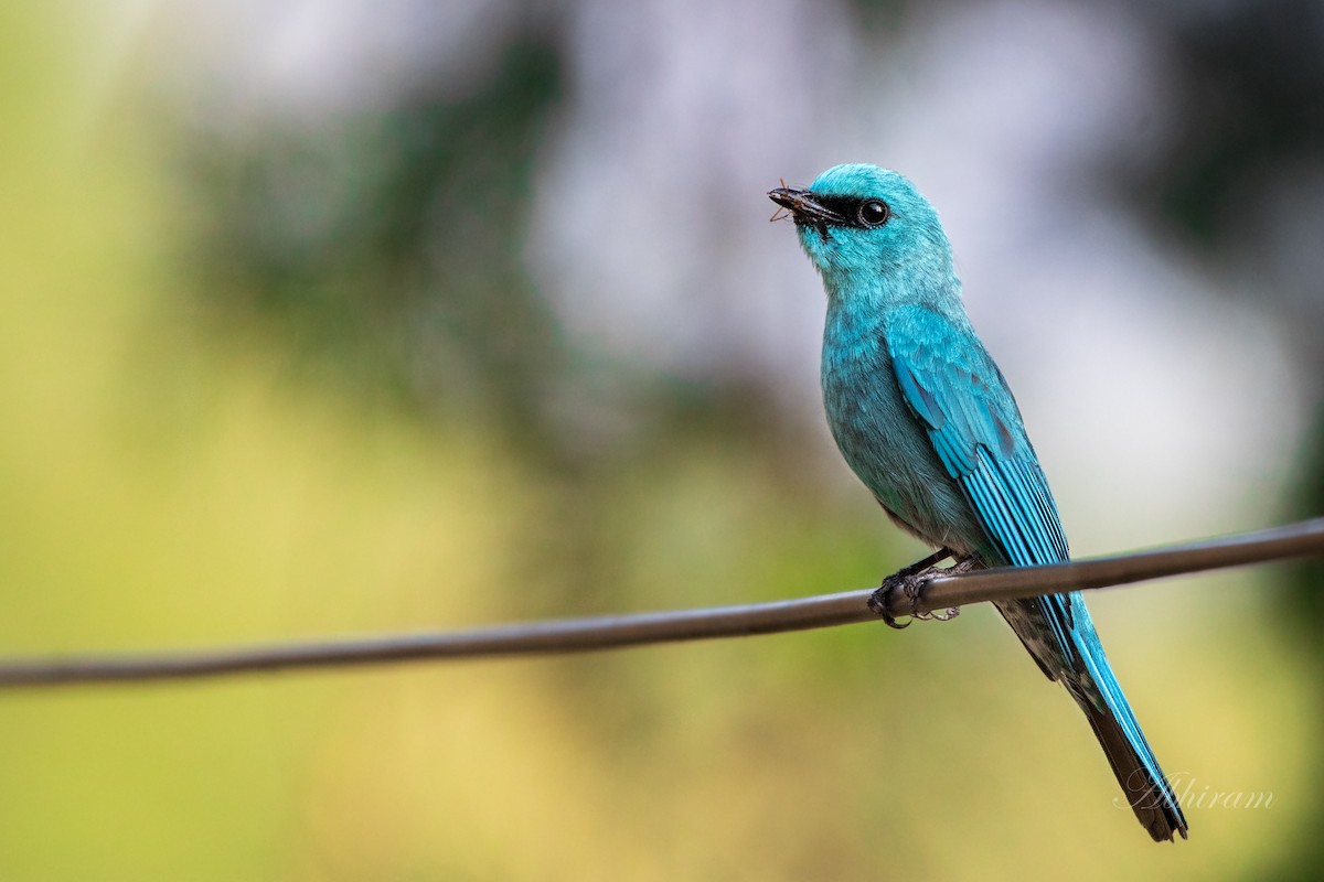 Verditer Flycatcher - Abhiram Sankar