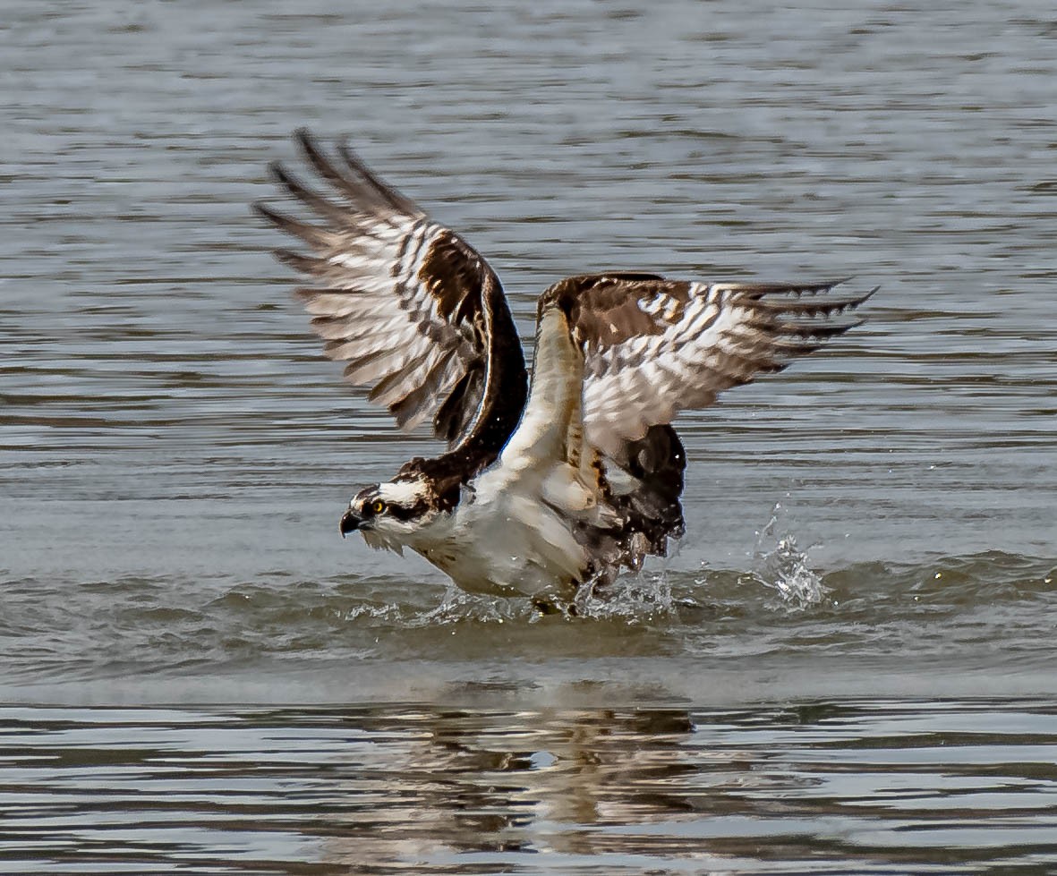 Osprey - Guy Tremblay