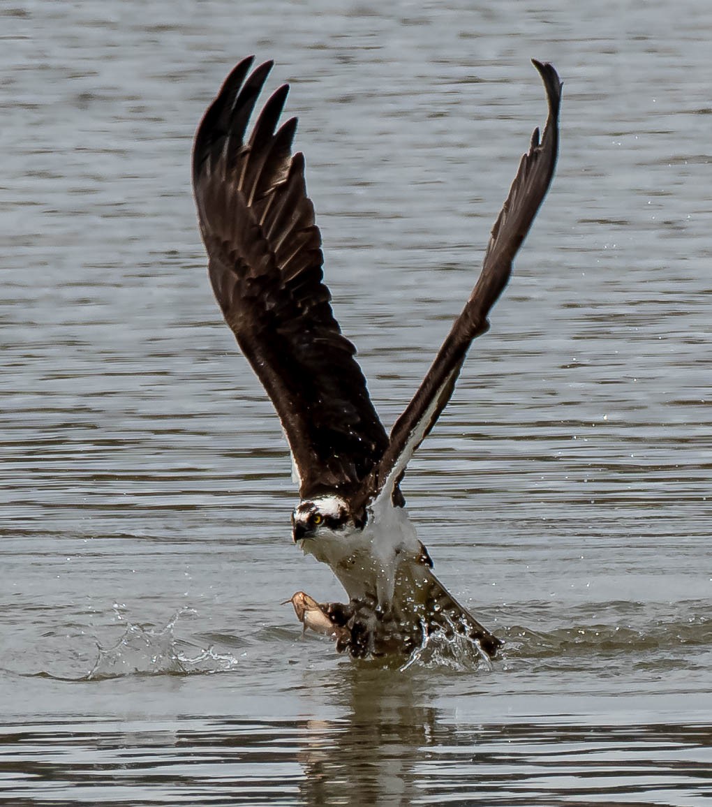 Osprey - Guy Tremblay