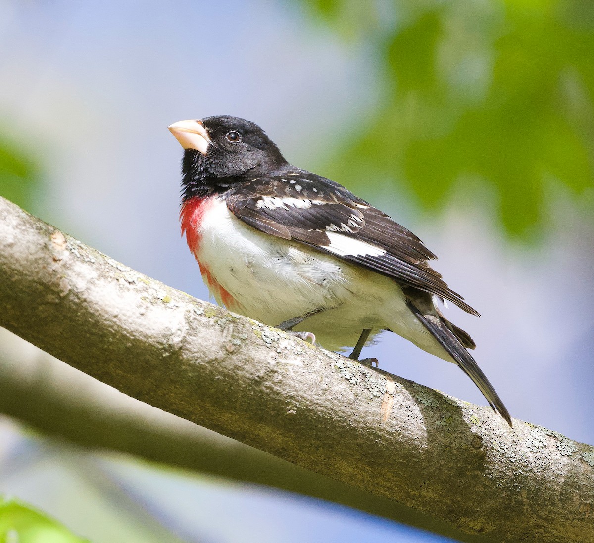 Rose-breasted Grosbeak - ML337169871