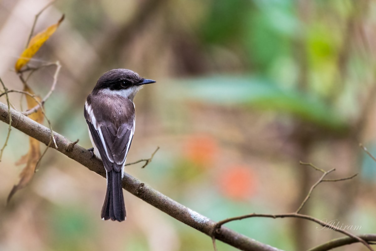 Bar-winged Flycatcher-shrike - ML337170681