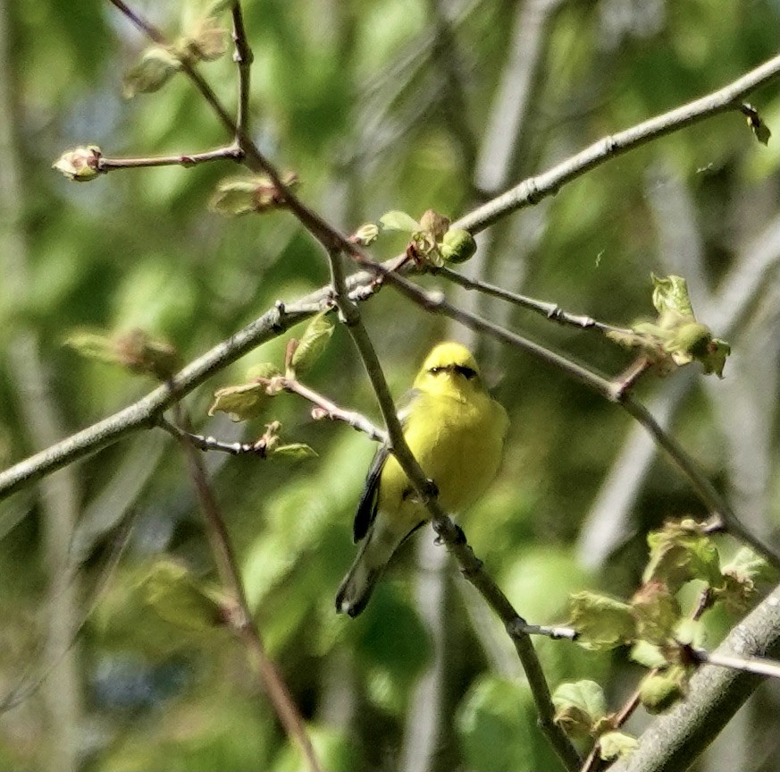 Blue-winged Warbler - Leslie Bulion