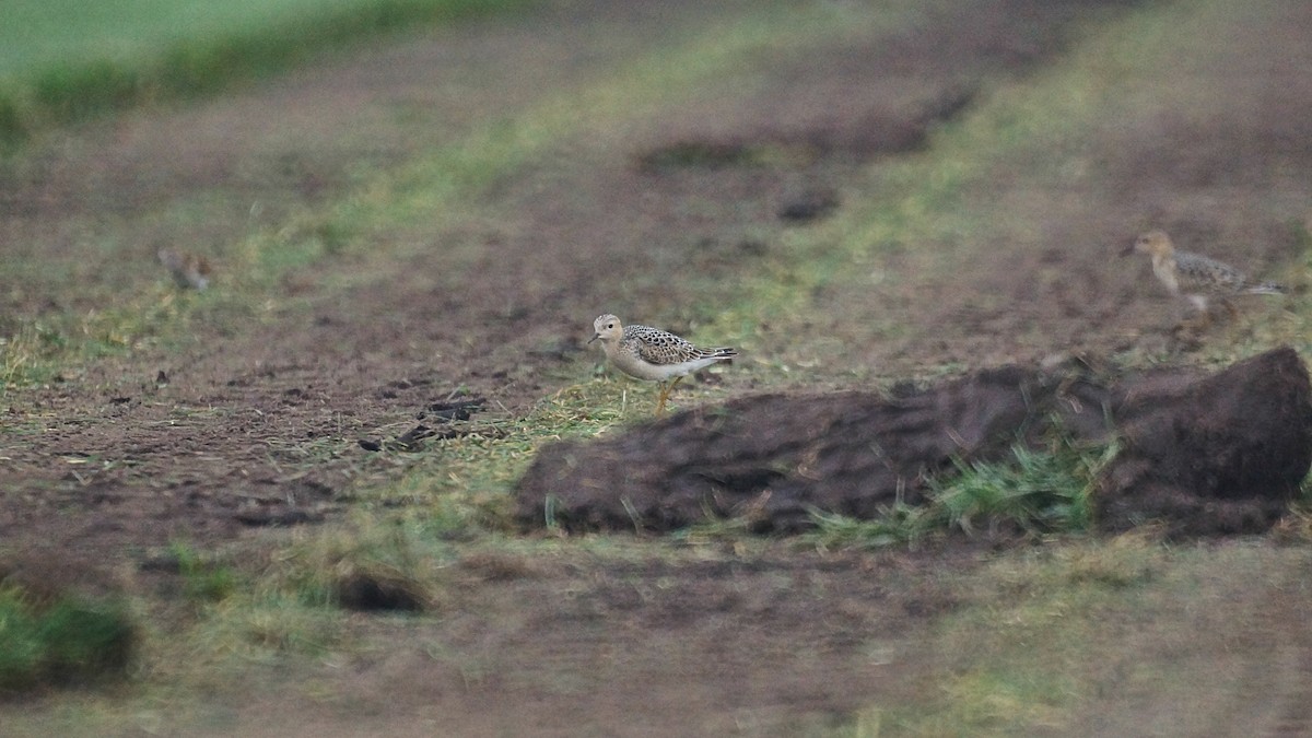 Buff-breasted Sandpiper - Bryan White