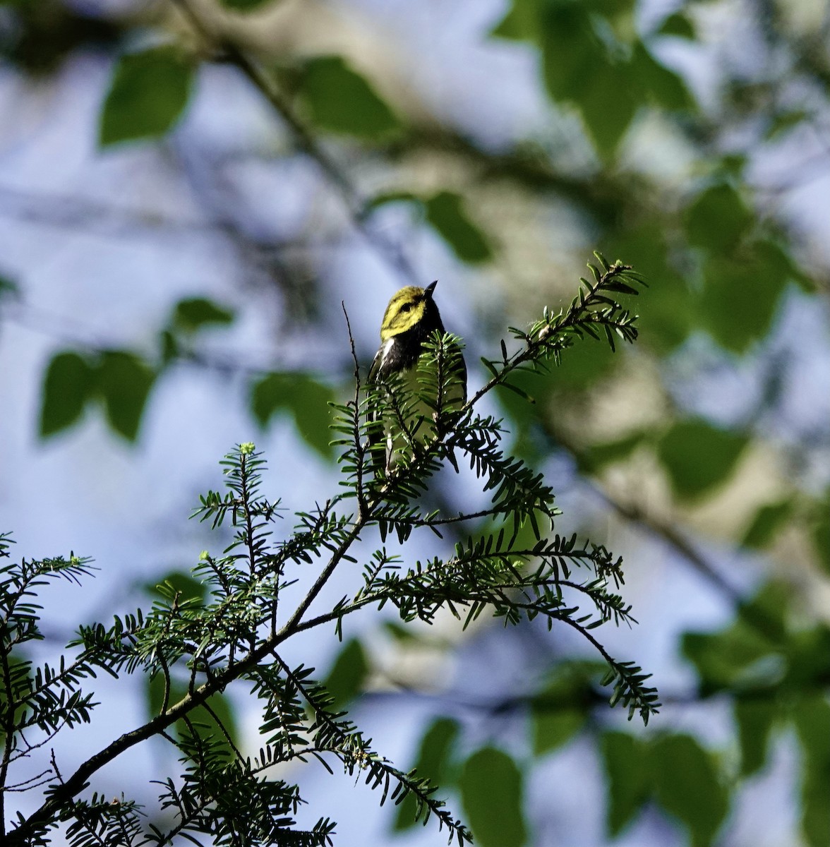 Grünmantel-Waldsänger - ML337172421