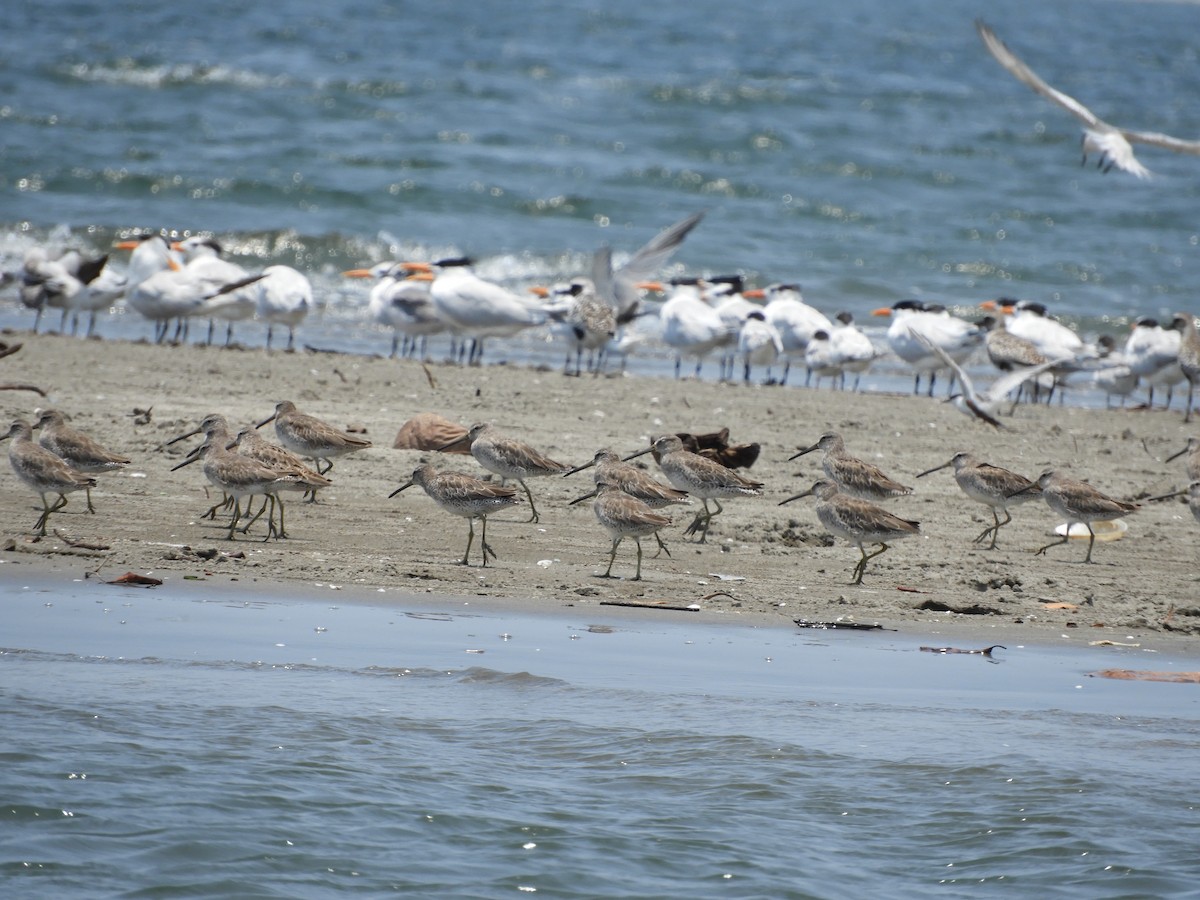 Short-billed Dowitcher - Lance d'Ar