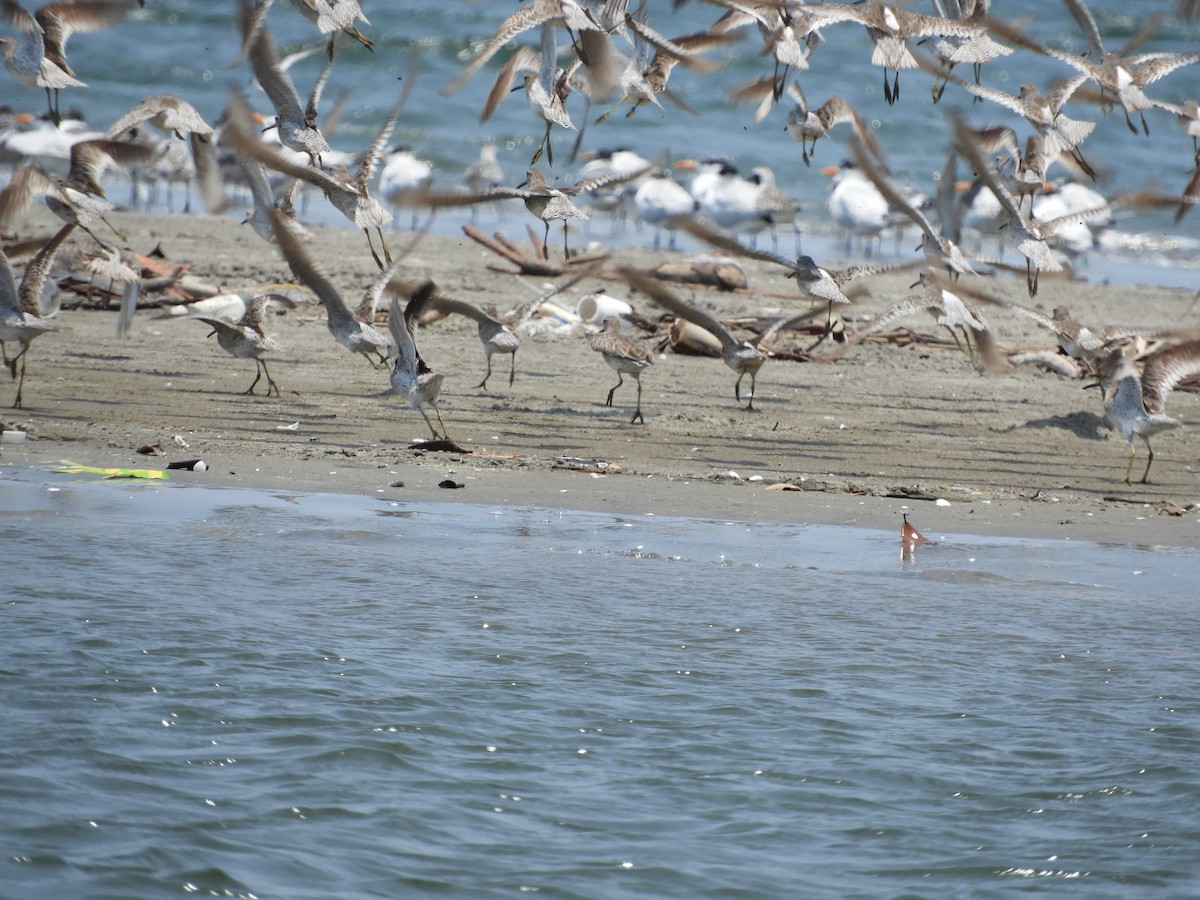 Short-billed Dowitcher - Lance d'Ar