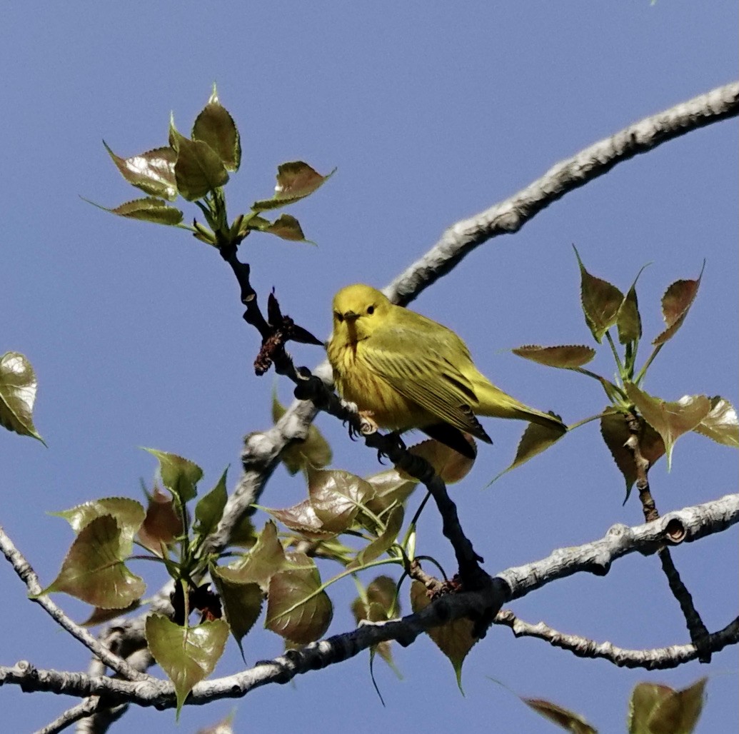 Yellow Warbler - Leslie Bulion