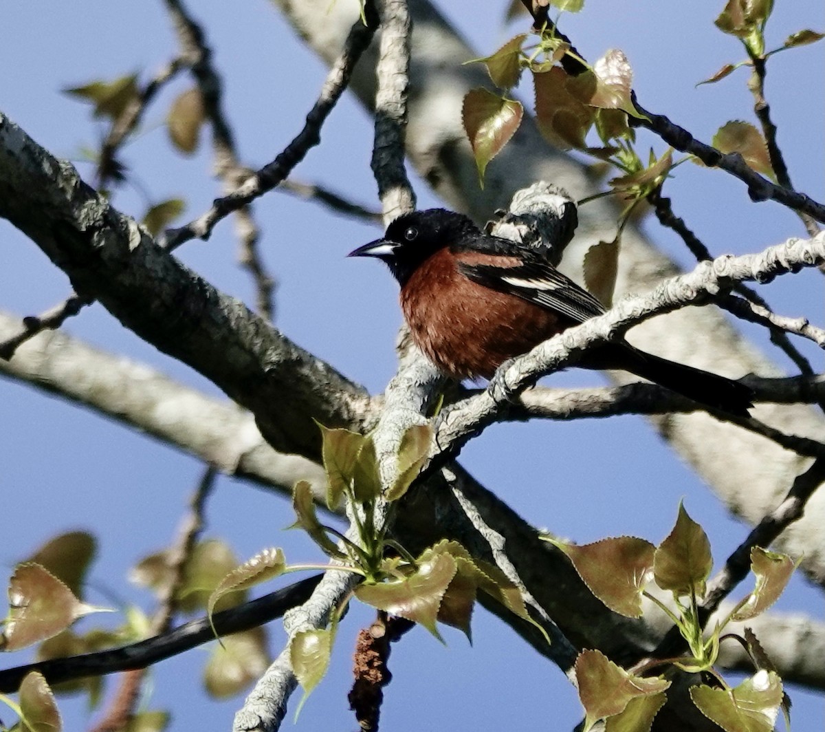 Orchard Oriole - Leslie Bulion