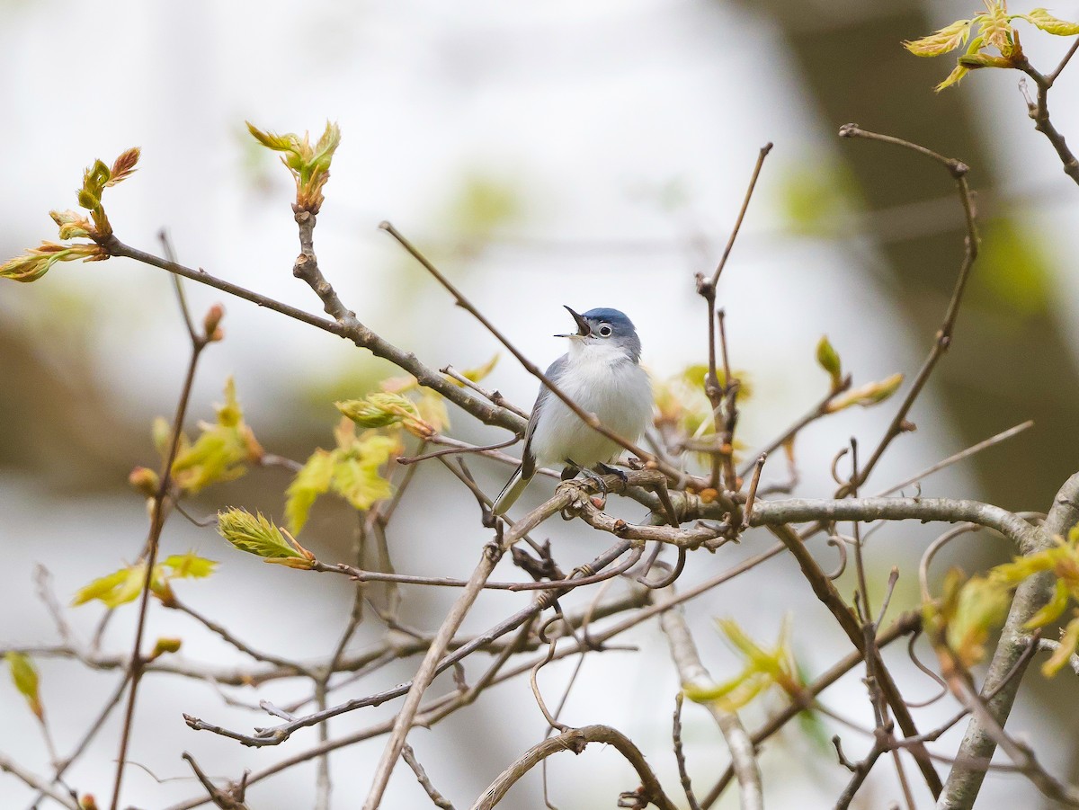 Blue-gray Gnatcatcher - ML337174331