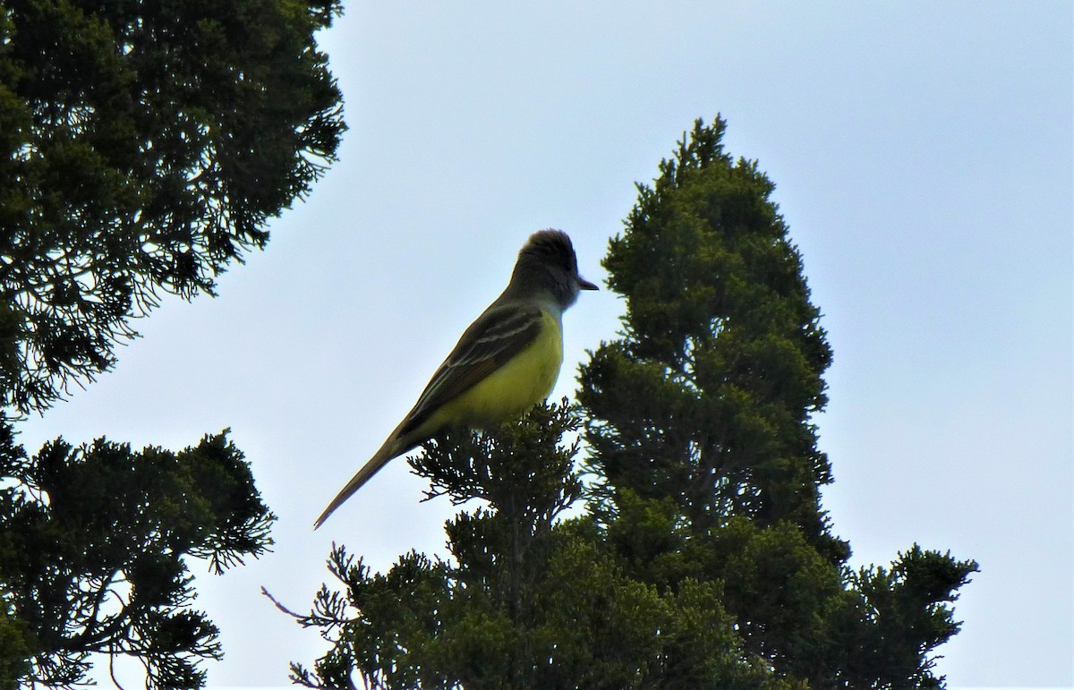 Great Crested Flycatcher - ML337174401