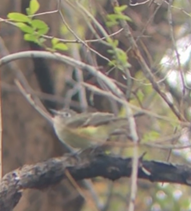 Cassin's Vireo - ML337175441