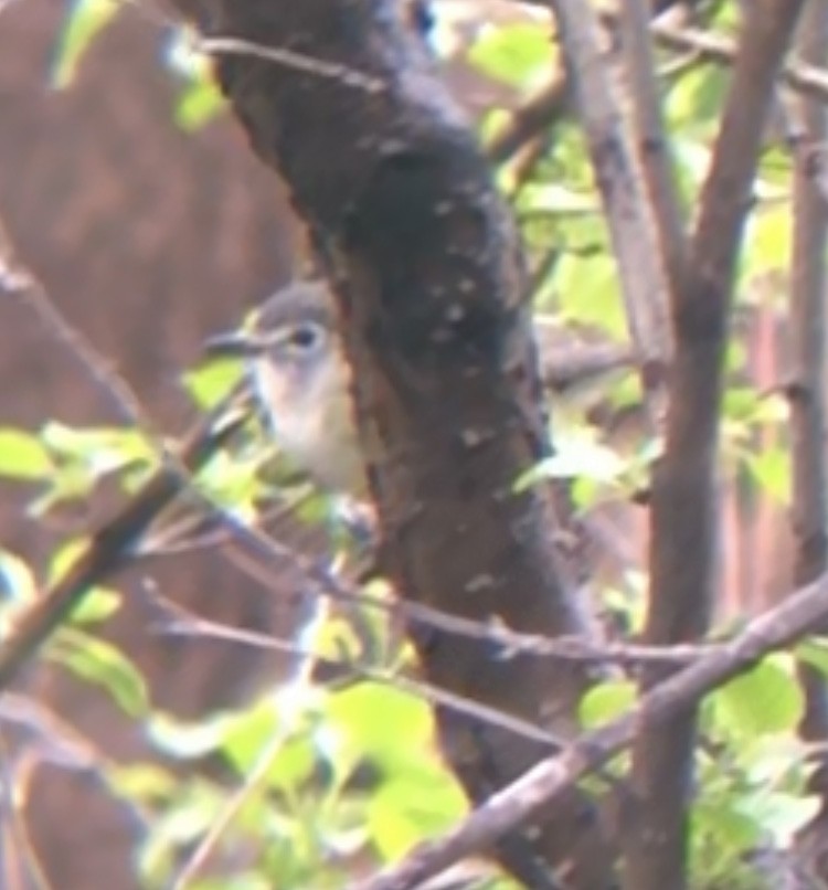 Cassin's Vireo - ML337175971