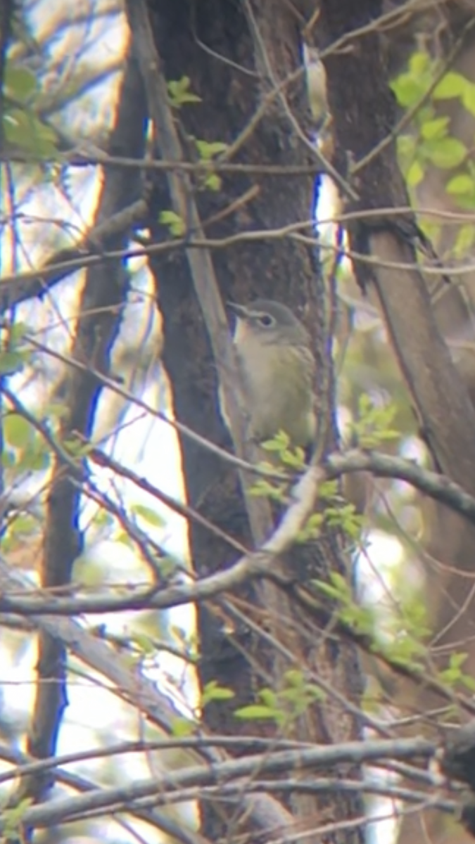 Cassin's Vireo - ML337176291