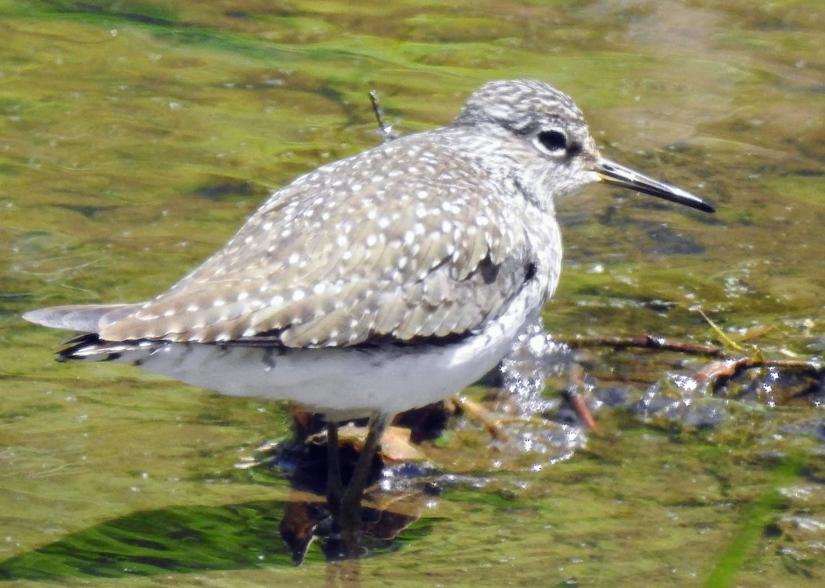 Solitary Sandpiper - ML337176431