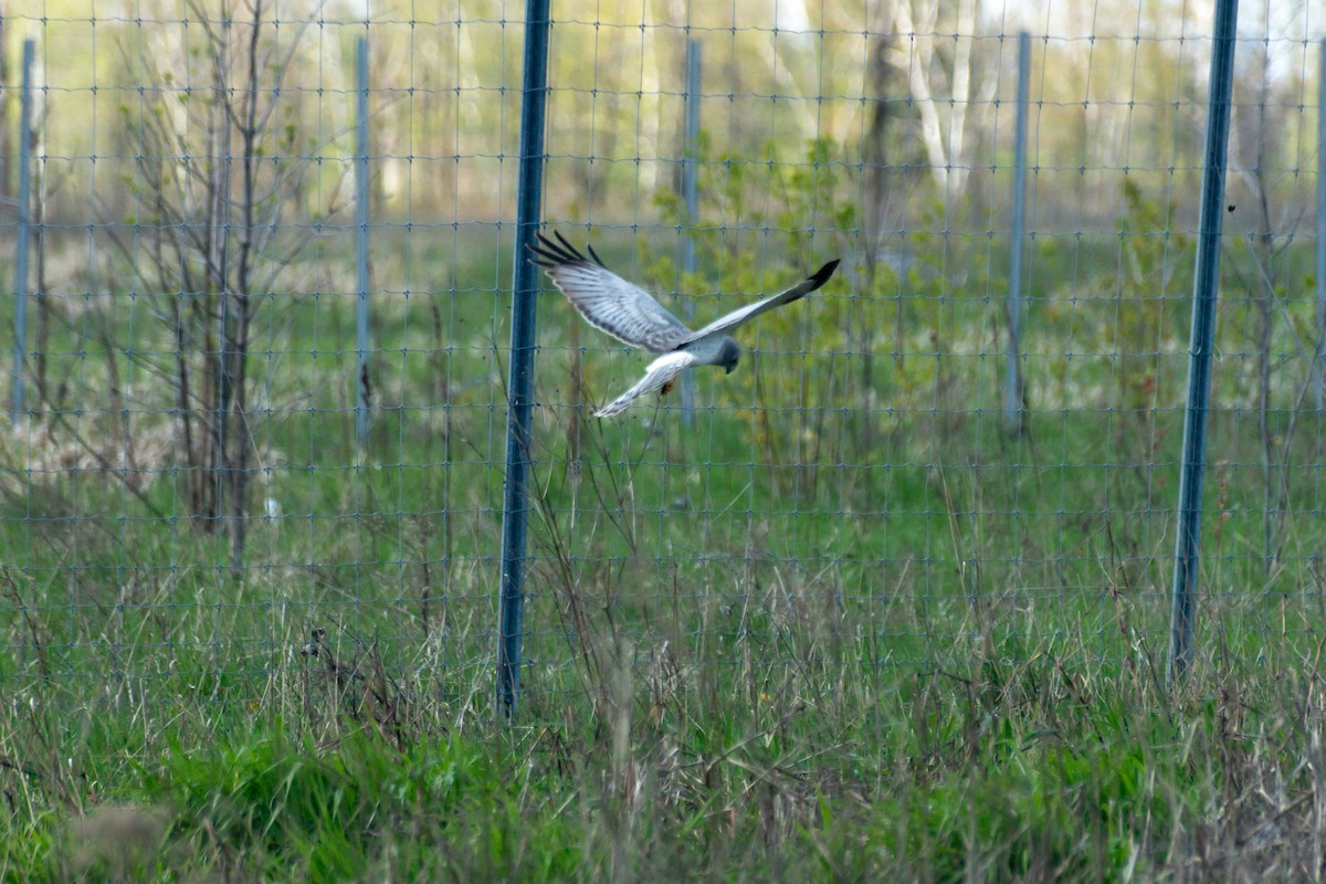 Northern Harrier - ML337177511