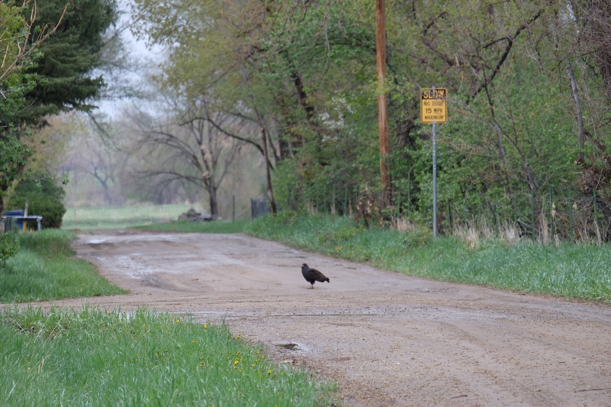 Common Black Hawk - ML337178051