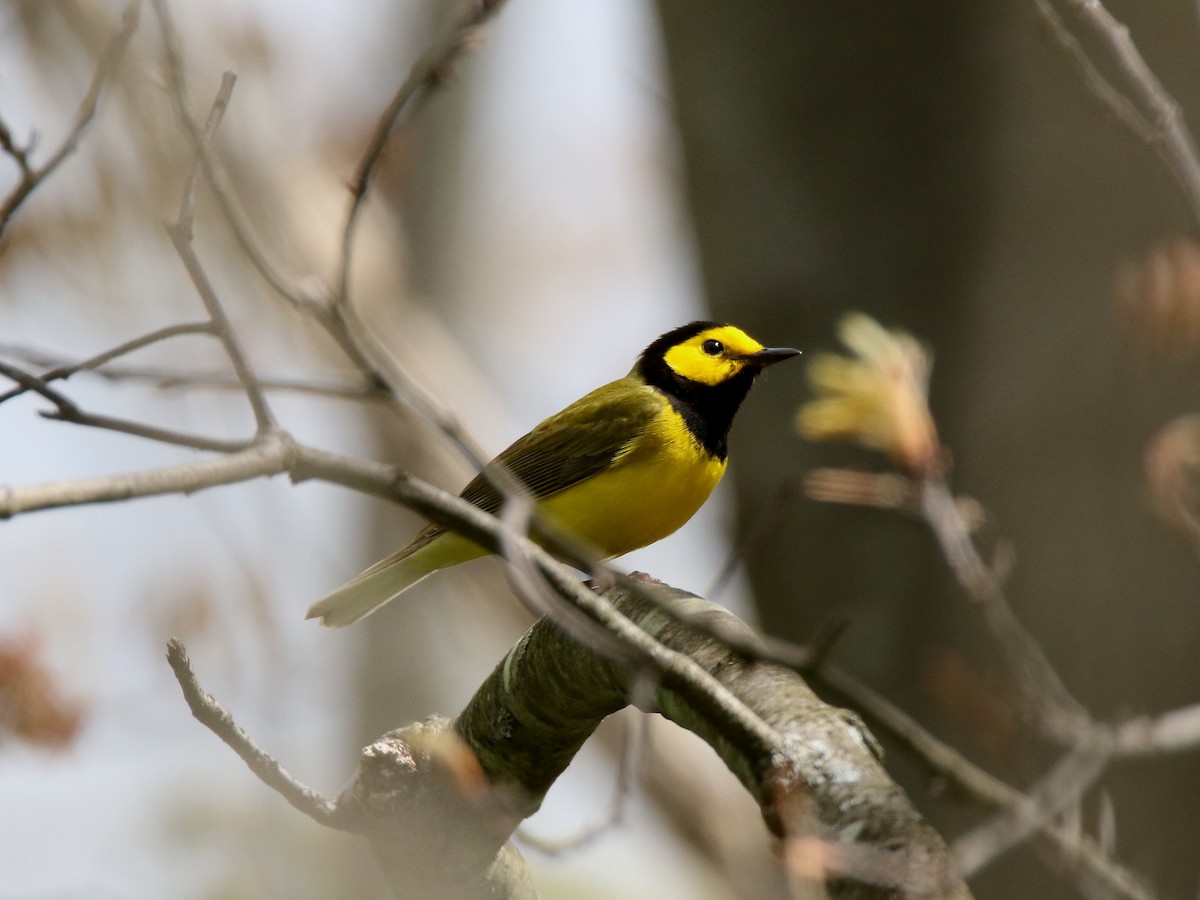 Hooded Warbler - Brad Carlson