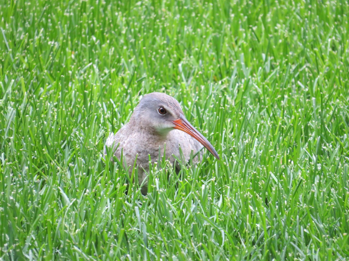 Clapper Rail - ML337180871